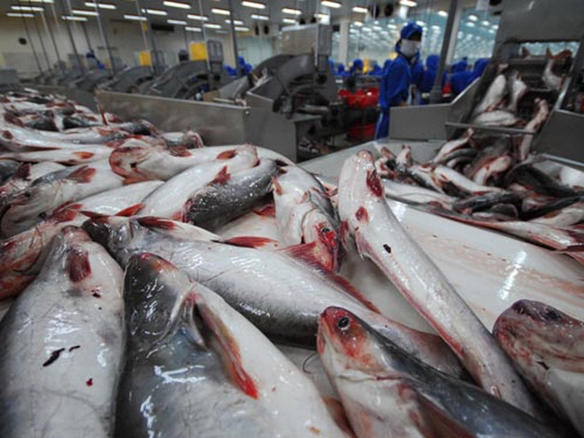 Bộ nông nghiệp mỹ đang kiểm soát chặt chẽ cá Tra Việt Nam